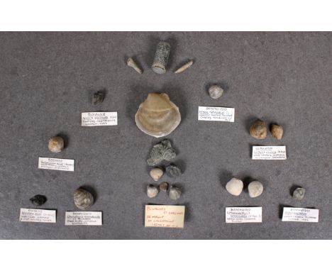 Natural History - fossil collection, to include Brachiopods, bivalves etc, collected from around the UK, mostly labelled. (qt