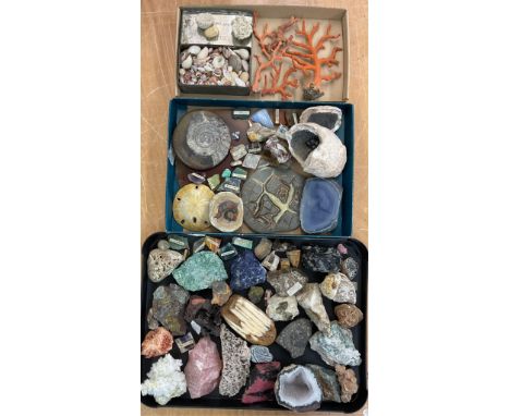 Natural History - A large collection of natural stone fragments, mineral specimens, coral and seashells. ( large quantity ),