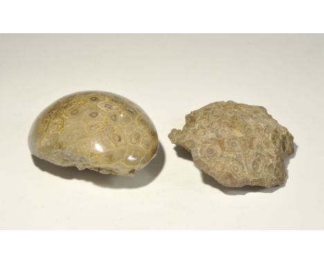 "Devonian, 419-358 million years BP. Two specimens of the fossil hexacoral Hexagonaria sp from the Atlas mountains of Morocco