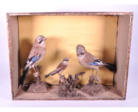 Taxidermy / Natural History - Two vintage 20th century taxidermy Eurasian jay (Garrulus glandarius) together with baby Jay ch