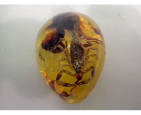 Scorpion preserved in amber resin. UK P&amp;P Group 1 (£16+VAT for the first lot and £2+VAT for subsequent lots) 