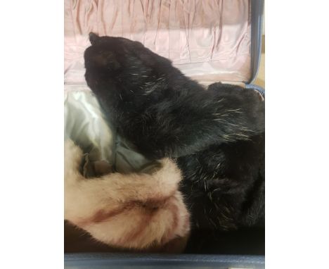 Vintage Black Fox Stole together with a similar pink example