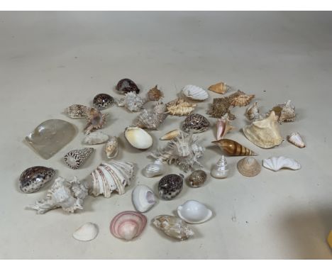 A collection of sea shells 