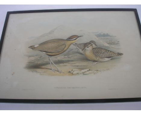 ORNITHOLOGY : 'Cursorius Coromandelicus' - hand coloured lithograph by John Gould, f &g. With 'Bartram Sandpiper' - hand colo