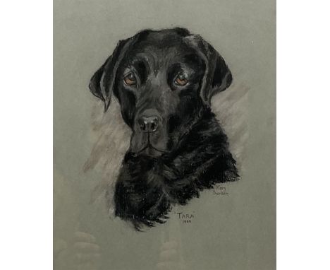 Mary Barker (British 20th century): 'Tara' - Portrait of a Labrador, pastel signed titled and dated 1988, 31cm x 26cm