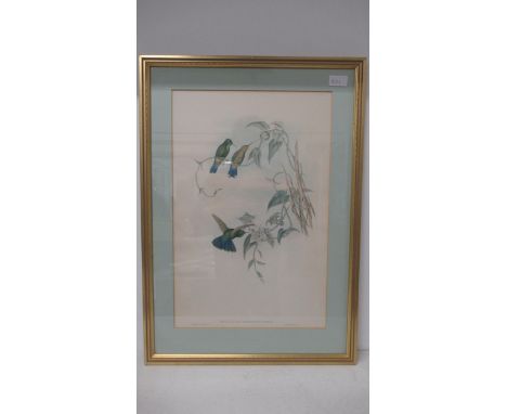 After Gould &amp; Ritcher - Set of three Ornithological lithograph colour prints - 50cm x 33cm - framed and glazed 