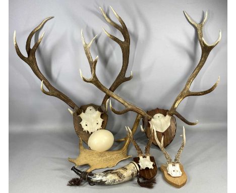 DEER ANTLER CRANIUM MOUNTS, comprising red deer pair, 60cms span, red deer pair, 74cms span, and Muntjac two pairs, 60cms spa
