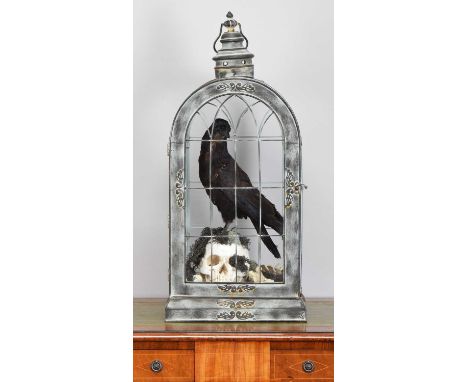 Taxidermy: A Gothic Inspired Carrion Crow on Human Skull (Corvus corone), a full-mount adult Crow with head turning to the le