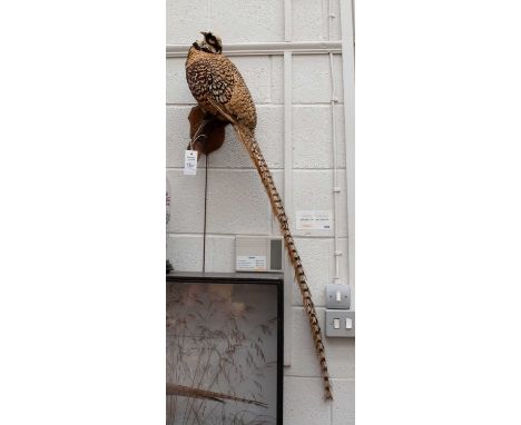 Taxidermy: Reeves Pheasant (Syrmaticus reevesii), early 20th century, by Deyrolle Paris, a full-mount adult cockbird, with he