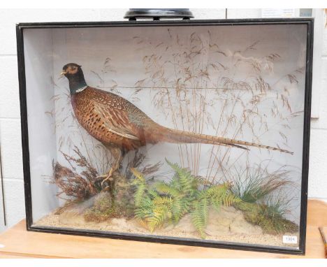 Taxidermy: A Late Victorian Cased Ring-necked Pheasant (Phasianus colchicus), circa 1845-1920, by E. Allen &amp; Co, Bird Fis