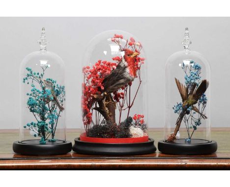 Taxidermy: A Late Victorian Red-crested Cardinal and two Hummingbirds, a full mount adult Cardinal perched upon a short branc