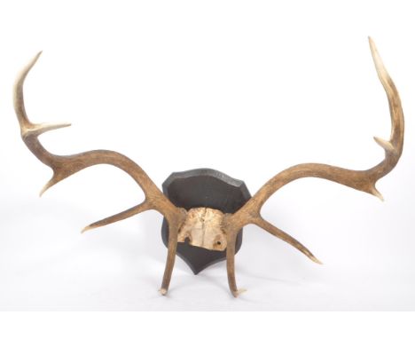 A vintage 20th century stag antler wall plaque. The antlers mounted on oak wood armorial plaque, with hanging mount to revers