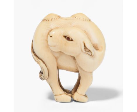 Netsuke Japan, 20.Jh. Elfenbein. Kamel, dessen Höcker an der Basis fein schraffiert sind. H 3,6 cm.This item is not legal to 
