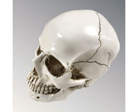 A composition model of a human skull, height 17 cm.