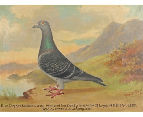 ‡Andrew Beer (1862-1954) Portrait of a blue cheq hen racing pigeon Signed Andrew Beer (lower right) and inscribed with racing