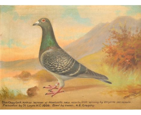‡Andrew Beer (1862-1954) Portrait of a blue cheq cock racing pigeon Signed Andrew Beer (lower right) and inscribed with racin