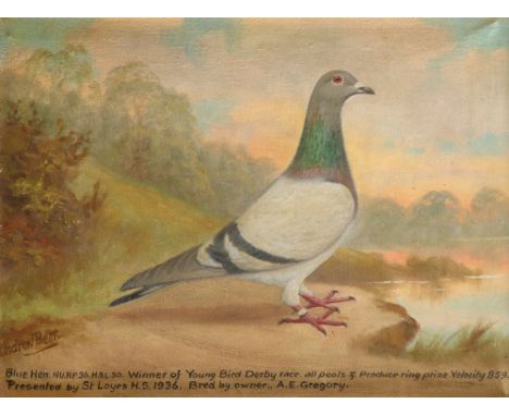 ‡Andrew Beer (1862-1954) Portrait of a blue hen racing pigeon Signed Andrew Beer (lower right) and inscribed with racing hist