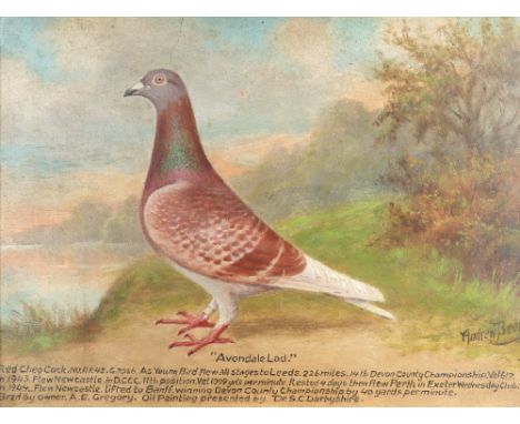 ‡Andrew Beer (1862-1954) Portrait of Avondale Lad, a red cheq cock racing pigeon Signed Andrew Beer (lower right) and inscrib