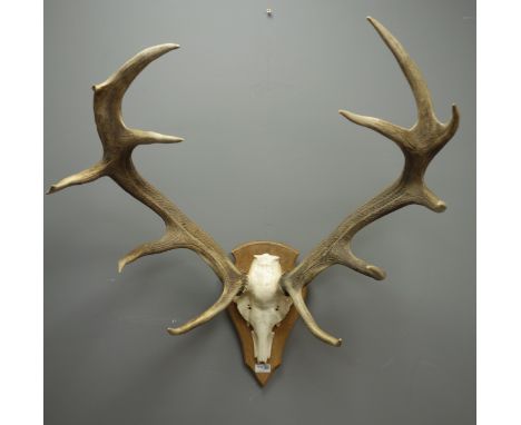 Taxidermy - Pair of red stag antlers and skull, on oak shield plaque, H94cm   Condition Report   Click here for further image
