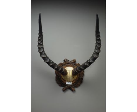 Taxidermy - Pair of Impala antlers and cut skull on black forest style plaque, H60cm Condition Report Click here for further 