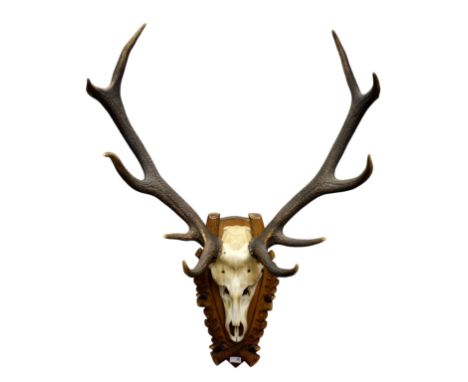 Taxidermy - Pair of large red deer skull and antlers, on carved oak leaf styled plaque, H116cm    Condition Report   Click he