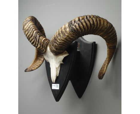 Taxidermy - Pair of mountain goat horns and cut skull on oak shield shaped plaque, H40cm    Condition Report   Click here for