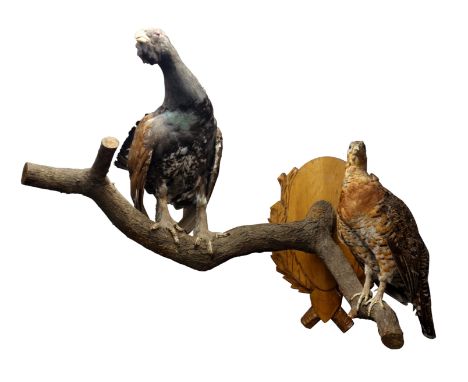 Taxidermy - Male and female Capercaillie perched on branch, mounted on a carved shield shaped plaque, L108cm    Condition Rep