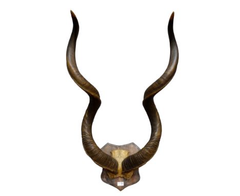 Taxidermy - Pair of large Kudu antlers, on oak shield plaque, H110cm    Condition Report   Click here for further images, con