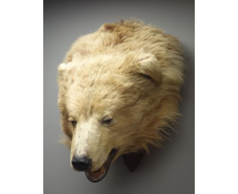 Taxidermy - Brown bear, full head on oak shield plaque, H60cm    Condition Report   Click here for further images, condition,