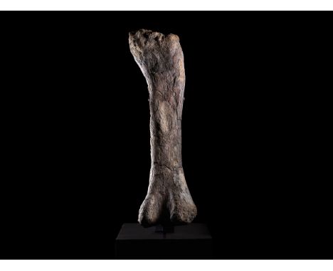 Apatosaurus femur/ Dinosaurier(Apatosaurus ajax)Maße mit Sockel: 182 x 70 x 60 cm. Maße ohne Sockel: 160 x 45 x 25 cm. Gewich