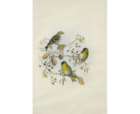 John Gould (1804-1881) Siskins on a branch Numbered 3.37. Watercolour and pencil 51.6 x 33.9cm; 20¼ x 13¼in Together with a l