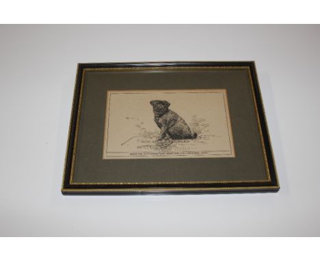 R. H. Moore, engraving of a black pug 