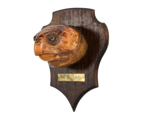 Taxidermy: A Large Loggerhead Sea Turtle Head Mount (Caretta caretta), circa early 20th century, attributed to Rowland Ward L