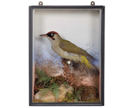Taxidermy: A Victorian Cased Green Woodpecker (Picus viridis), attributed to T.E. Gunn, 86 St Giles Street, Norwich, a full m