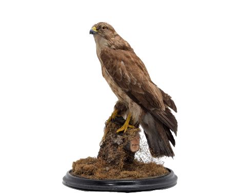 Taxidermy: A Late Victorian European Common Buzzard (Buteo buteo), circa 1880-1900, a full mount adult perched upon a moss an