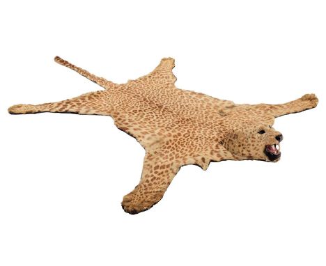Taxidermy: Indian Leopard Skin Rug (Panthera pardus fusca), circa 1900-1930, India, adult skin rug with snarling open-mouthed
