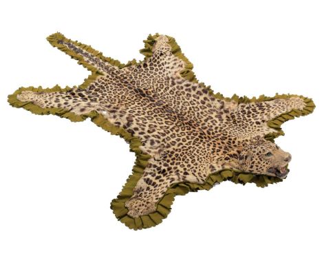 Taxidermy: Indian Leopard Skin (Panthera pardus fusca), circa 1920, Indian,  adult skin rug with snarling open-mouthed head m