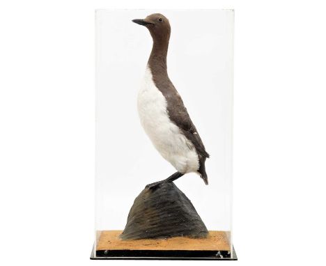 Taxidermy: A Cased Guillemot (Uria aalge), circa mid-late 20th century, a full mount adult in breeding plumage with head turn
