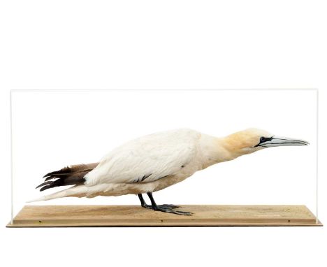 Taxidermy: A Cased Gannet (Morus bassana), circa mid-late 20th century, a full mount adult in breeding plumage, posed in a cr
