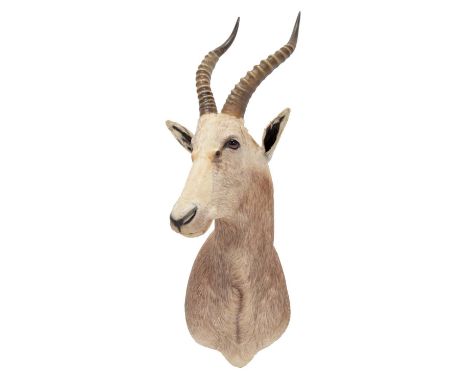 Taxidermy: White Blesbok (Damaliscus pygargus phillipsi), modern, South Africa, a high quality unusual light coloured shoulde