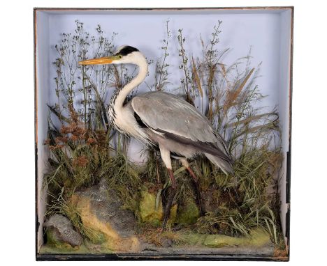 Taxidermy: A European Grey Heron (Ardea cinerea), by Henry Ward, 1812-1878, Late Williams, 2 Vere Street, Oxford Street, Lond
