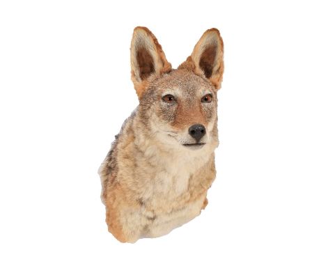 Taxidermy: Black-Backed Jackal (Canis mesomelas), modern, South Africa, a high quality adult neck mount looking straight ahea