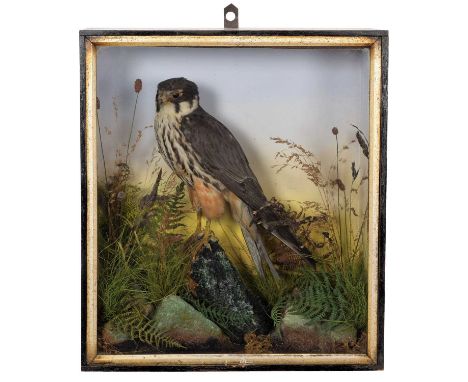 Taxidermy: A Cased Eurasian Hobby (Falco subbuteo), by A.S. Hutchinson, Taxidermy, 98 London Street, Derby, a full mount adul