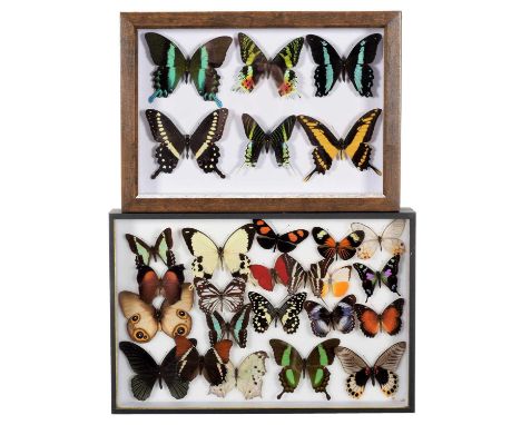 Entomology: Two Framed Displays of Tropical Butterflies, modern, by Deyrolle, Paris, a colourful display of twenty one variou