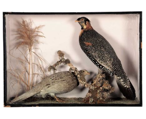Taxidermy: A Victorian Cased Pair of Western Horned Tragopans (Tragopan melanocephalus ), circa 1856-1888, by W. H. Vingoe, N