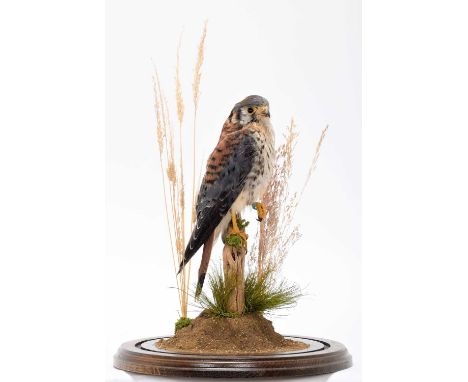 Taxidermy: An American Kestrel (Falco sparverius), captive bred, dated 2007, by Rob Marshall, Taxidermy, Bucknall, Stoke-on-T