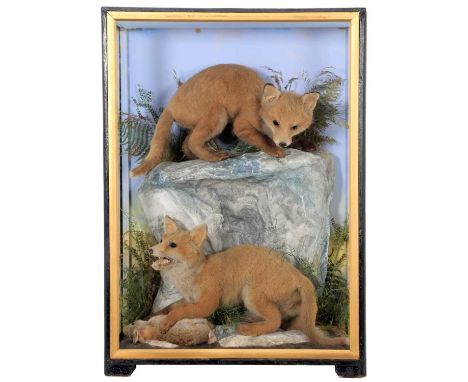 Taxidermy: A Rare Cased Pair of European Red Fox Cubs (Vulpes vulpes), 1860-1942, by James Hutchings, Taxidermist's, Aberystw