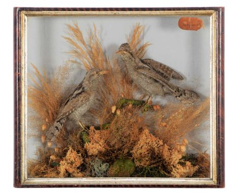 Taxidermy: A Late Victorian Cased Pair of Wrynecks (Jynx torquilla), dated 1880, by George Ryde, Preserver and Stuffer of Bir