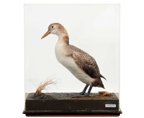 Taxidermy: A Cased Great Northern Diver or Common Loon (Gavia immer), circa mid-late 20th century, a full mount juvenile with