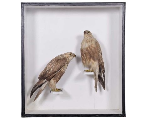 Taxidermy: A Cased Pair of Rough-legged Buzzards (Buteo lagopus), dated 1888, mounted by Joseph Cullingford, Durham, a pair o